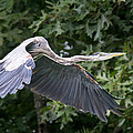 Flight