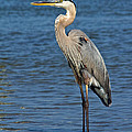 Great Blue Heron 3