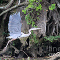 Great Blue Heron in Flight