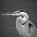 Great Blue Heron Profile B W