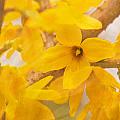 Impressionist Forsythia